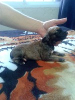 /album/tayes-gallery-/gold-bm-bitch-jpg2/